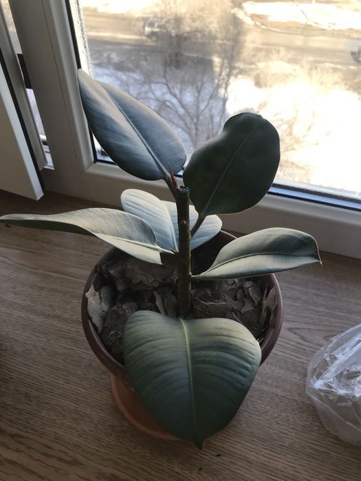 Фикус каучуковый