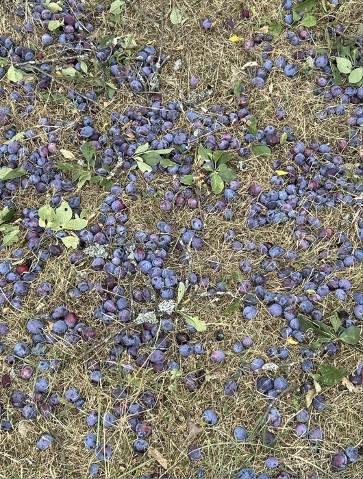 Vand prune coapte