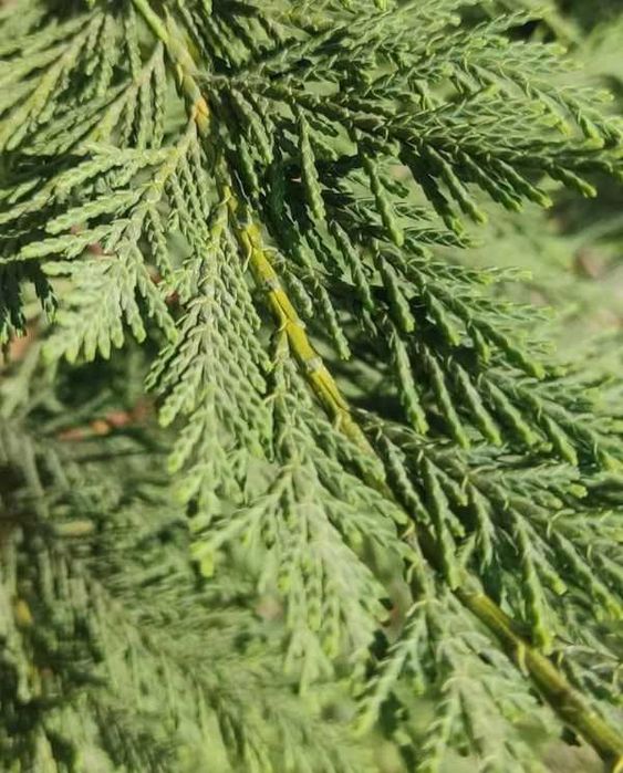 Туя,Лейланда жив плет