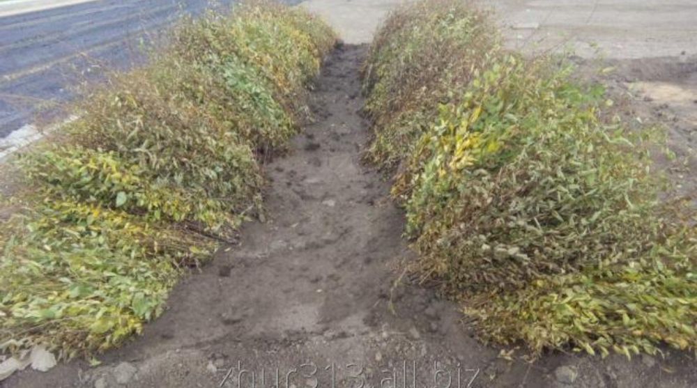 Саженцы карагач и тополь