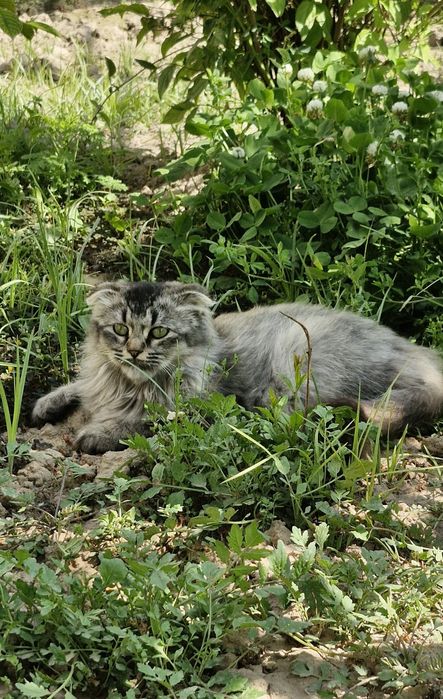 Кошка отдаётся в хорошие руки. Мушук яхши к,улларга хадияга берилади..