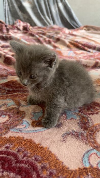Отдам котят в добрые руки!