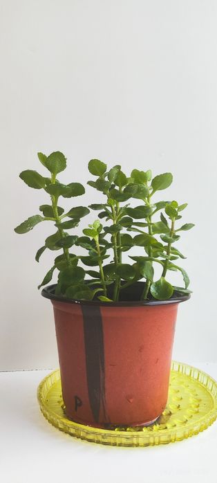 Продам каланхоэ декоративный