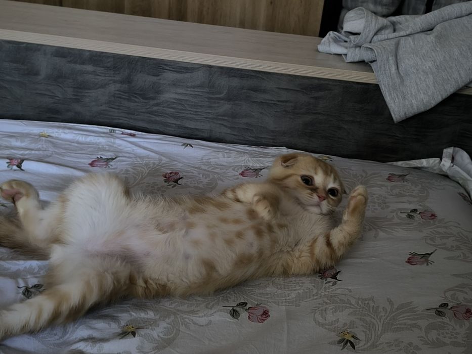 Висло ухий кот продоедся