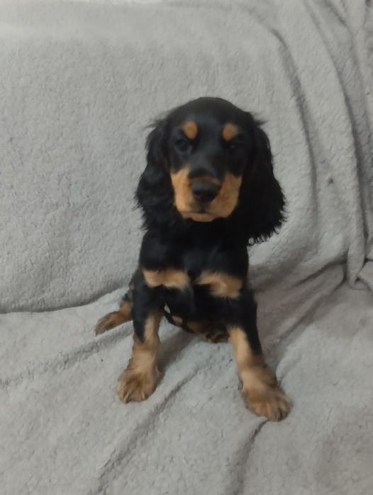 спаниэль девочка 3 месяца