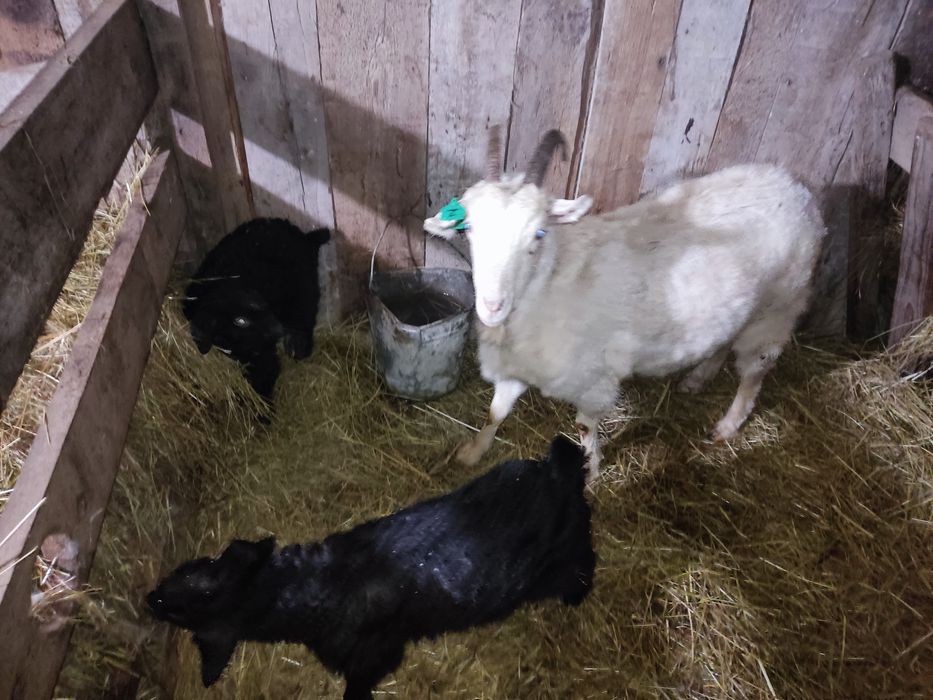 Коза с козлятами