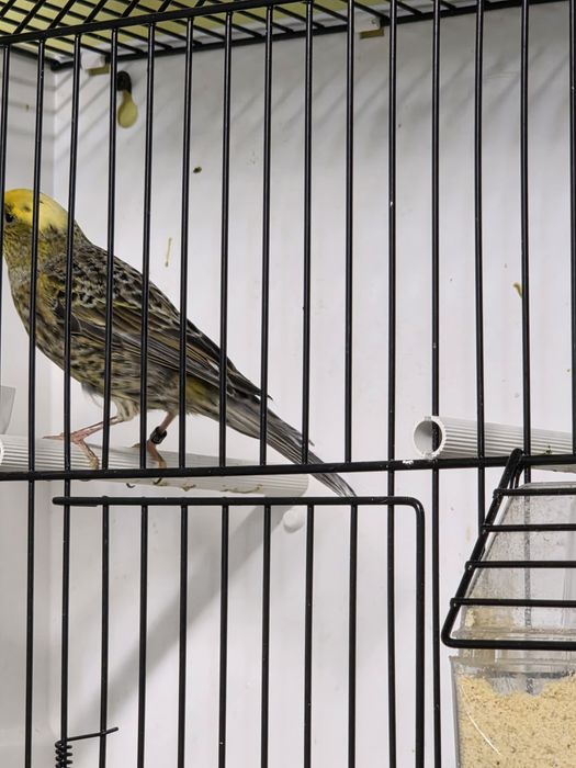 Canari de vanzare