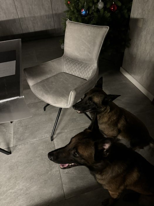 Вязка малинуа - кобель для вязки