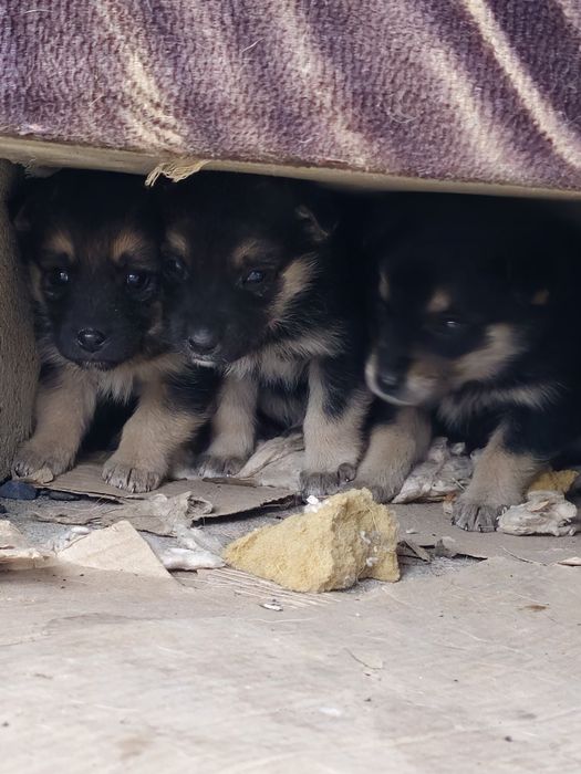 Отдаём щенят в добрые руки