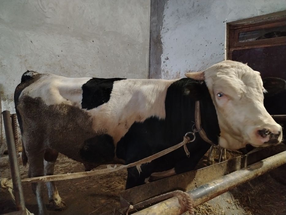 Новвос мол кизил