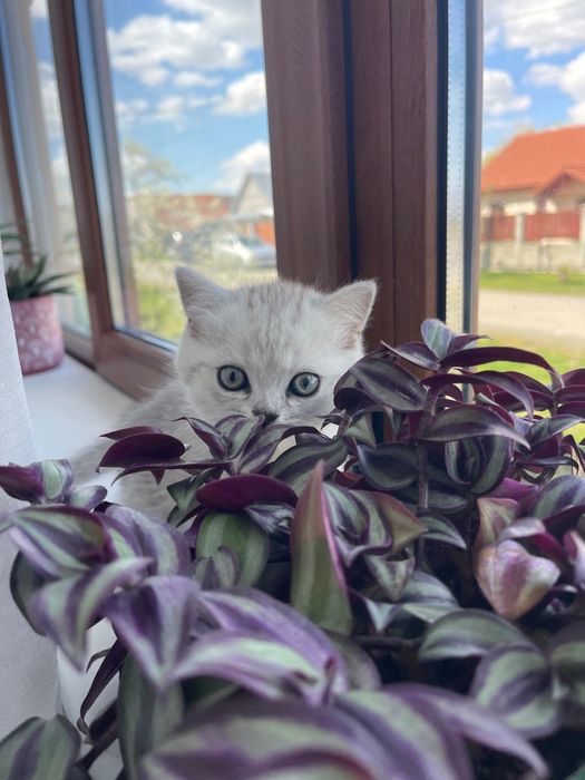 Pisicuta Scottish / British