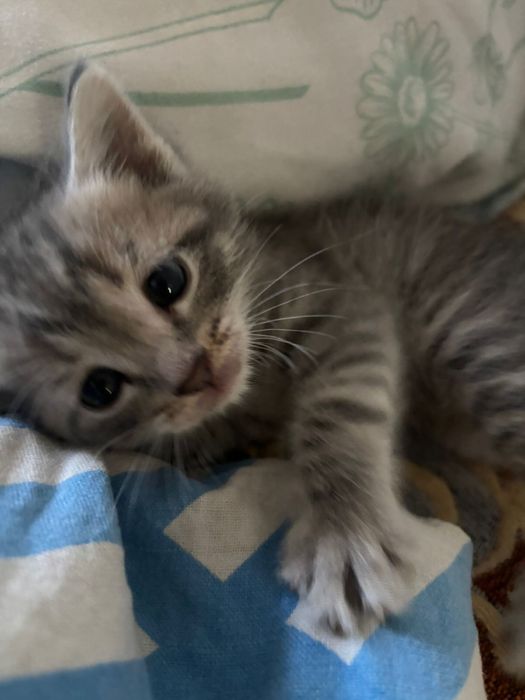 Отдам котенка мальчик британец