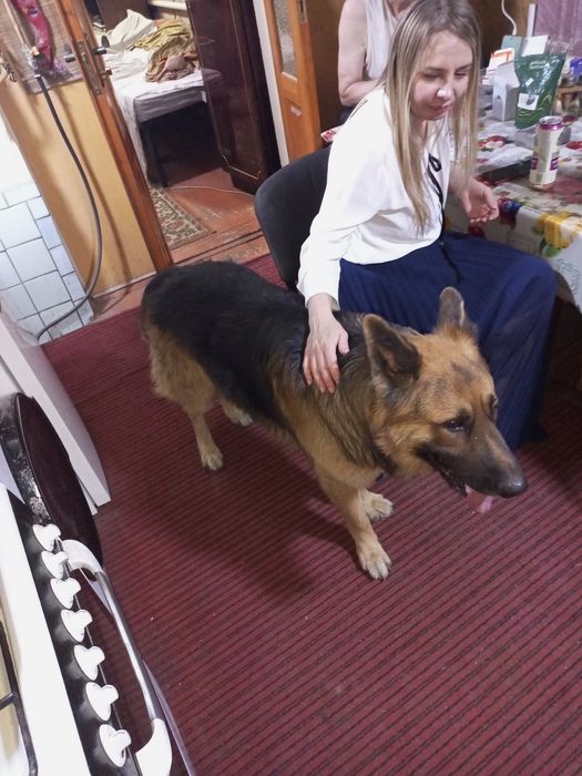 Вязка восточно- европейская овчарка