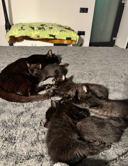 Pet sitter Diana Molnos
