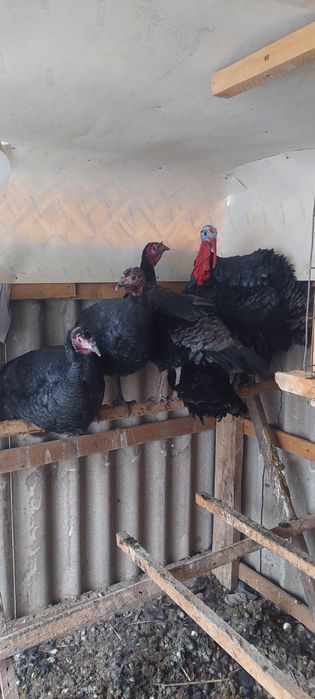 Индюки чёрный принц