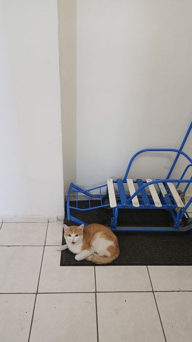 Отдадим кота в добрые руки