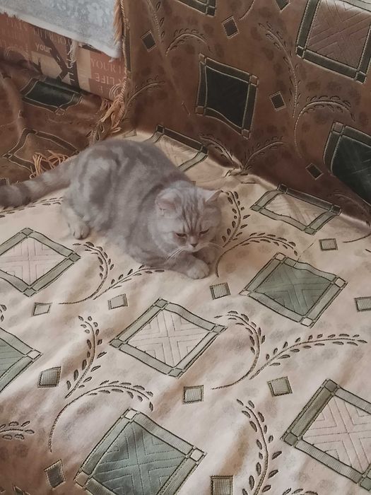 Кошечка ищет домик