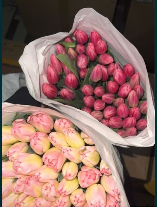 Тюльпан ОПТОМ предзаказ