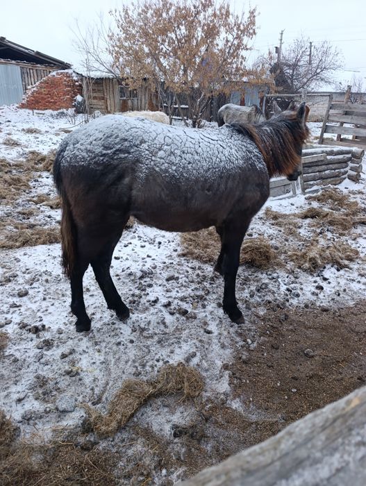Кобылка один восем
