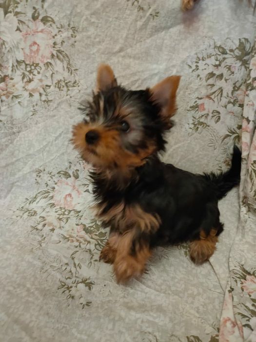 Продам щенков Йорка,бэби фэйс