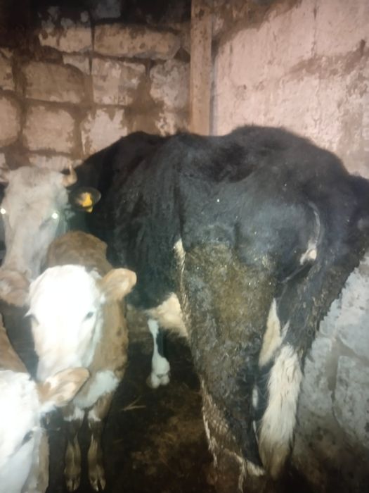 Сиыр сүтті бұзауымен