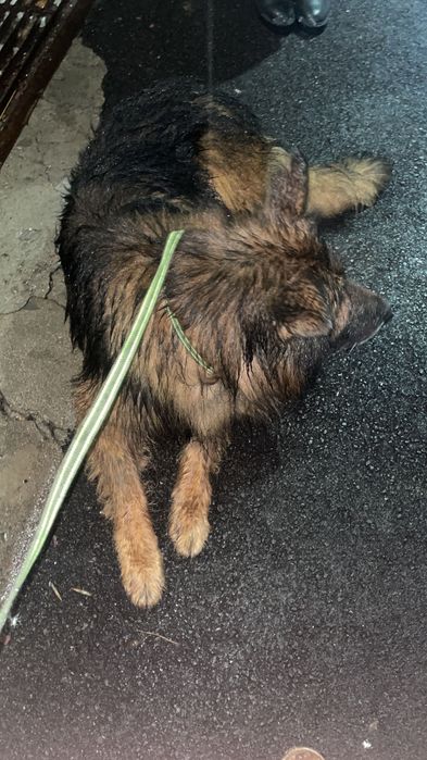Найдена немецкая овчарка