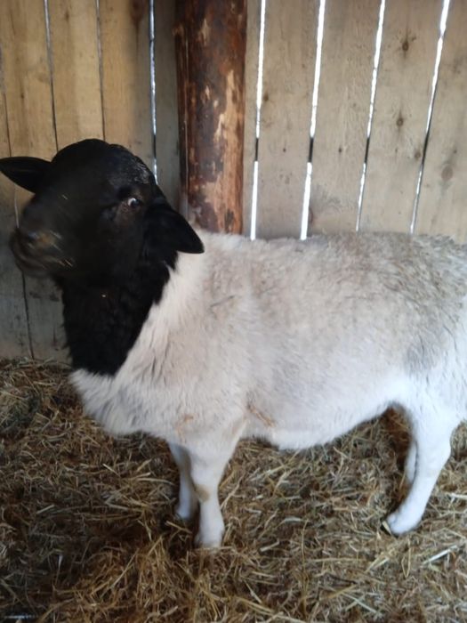 Бараны , ярки, ягнята Дорпер из Европы