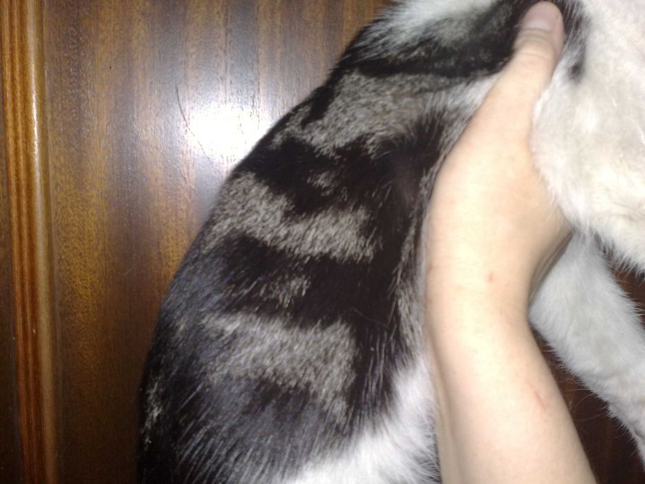 Красивый котик британец, 1 год, плоскомордый.