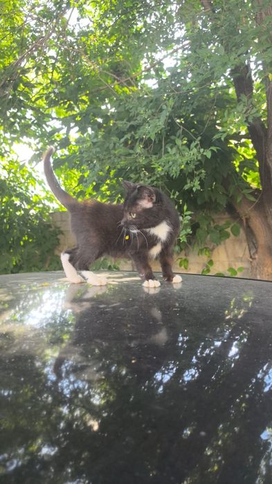 Отдам котёнка в добрые руки