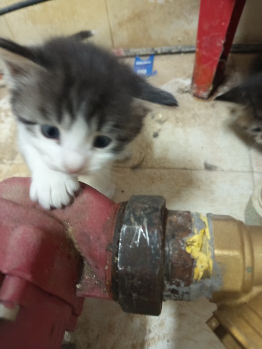 Котята, 2 месяца