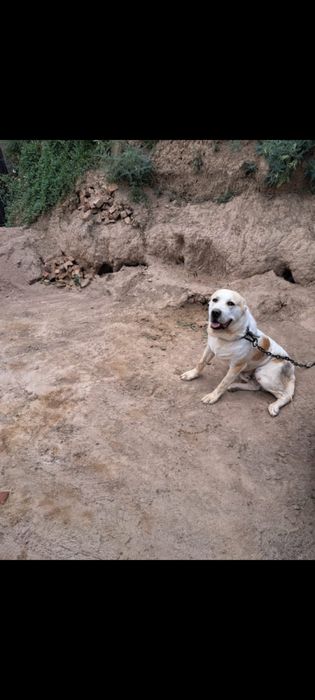 Щенки Алабая