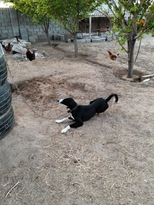 Тазы ит бір жас сатылады