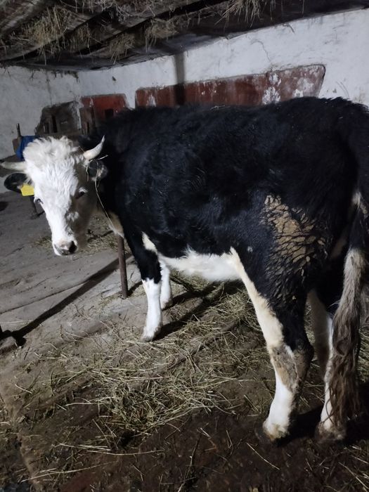 Мясо Ет Кашар откорм сатылады