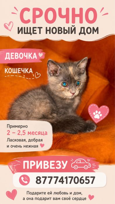 Срочно отдам двух кошечек