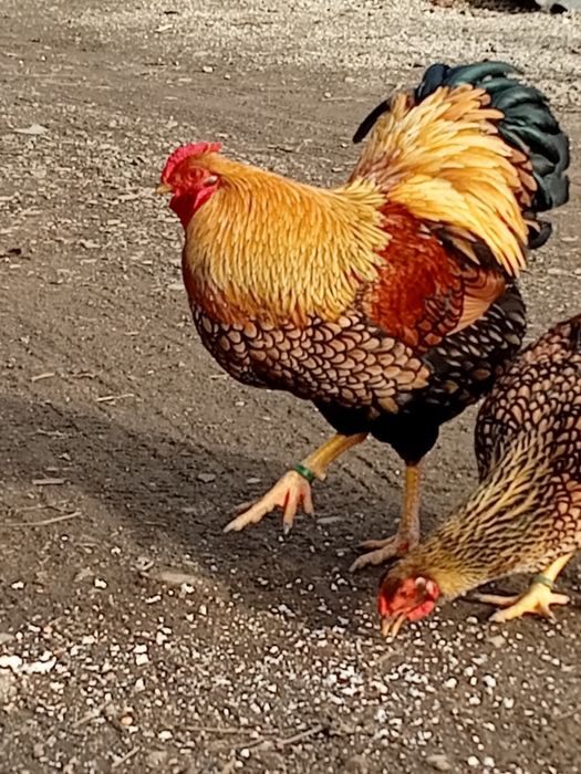 Vand cocoși tineri ,și oua pt incubat