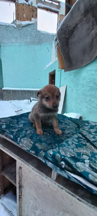 Щенки в добрые руки