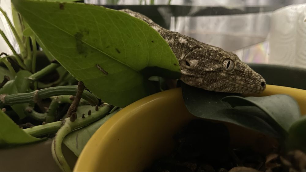 Гигантский бананоед