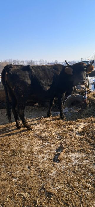 Vând vacă gestanta