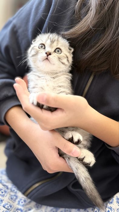Шотландские котята