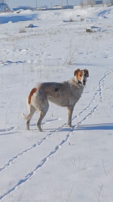 Полностью рабочий помис Борзый