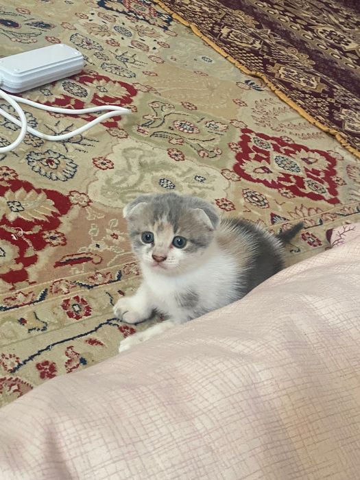 Кошка шотланскый