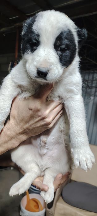 Продам шенков алабая