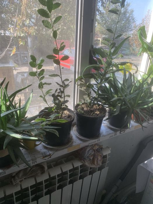 Цветы горшки много