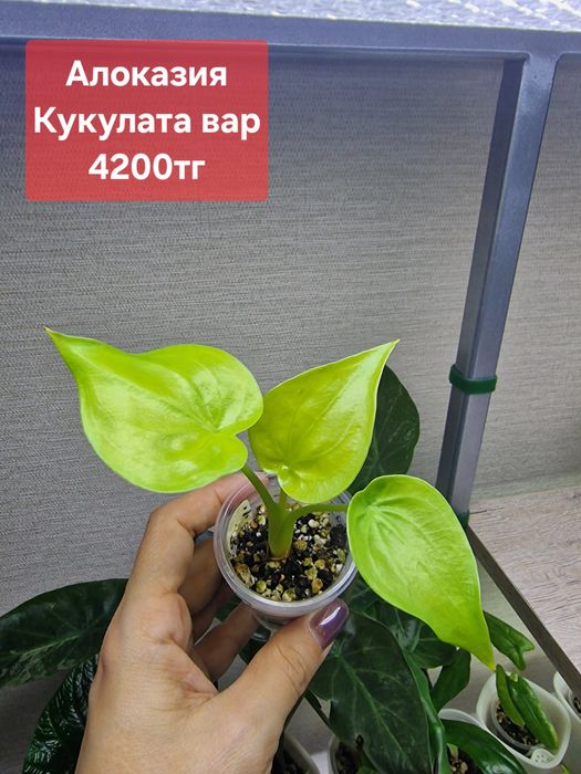 Комнатные цветы (домашние)