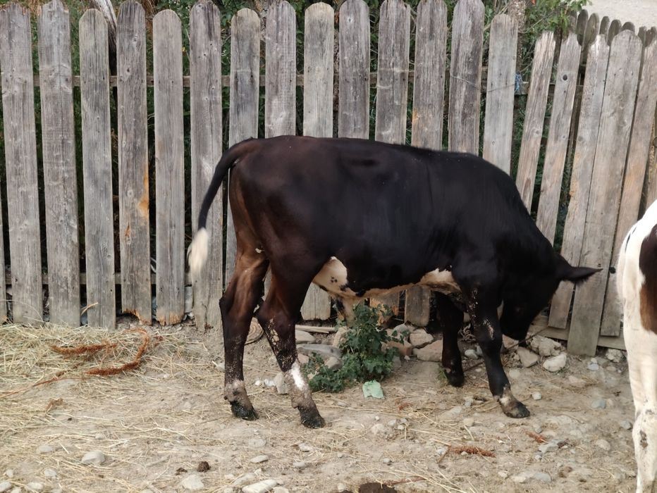 Vând vițică și tăuraș