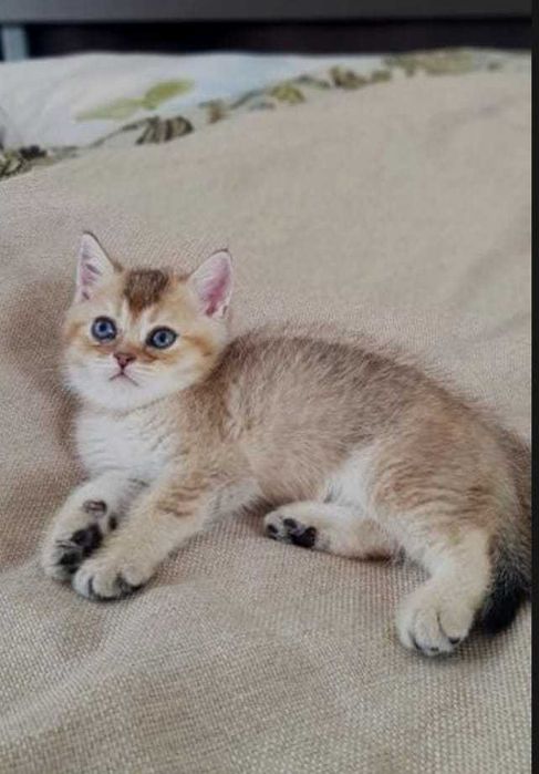 бриташки ждут любящих хозяев