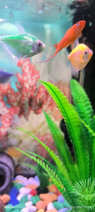 Аквариум в полном комплекте с рыбками