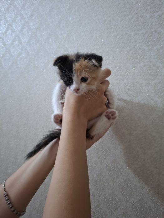 Продаются котята Шотландские Фолд