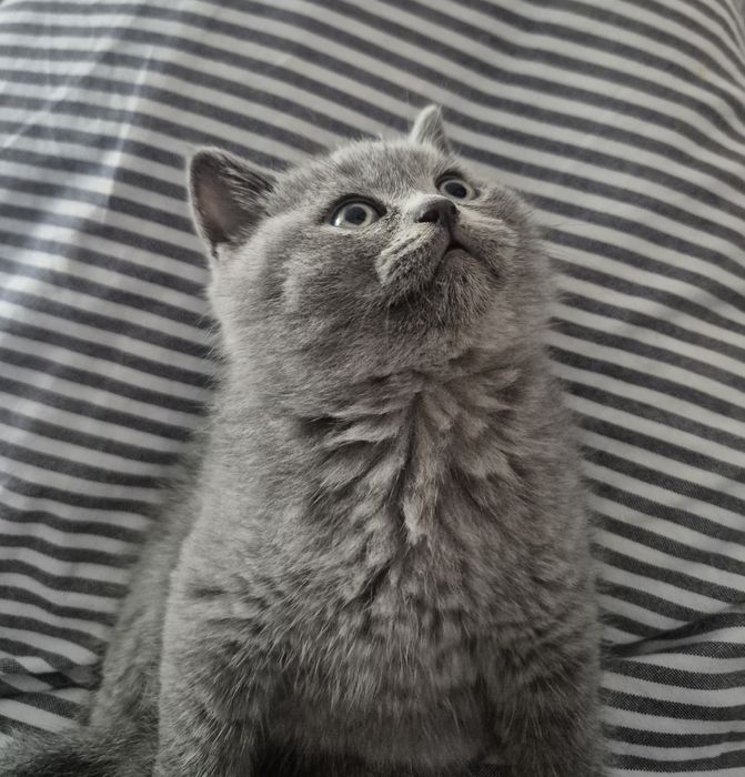 British Shorthair