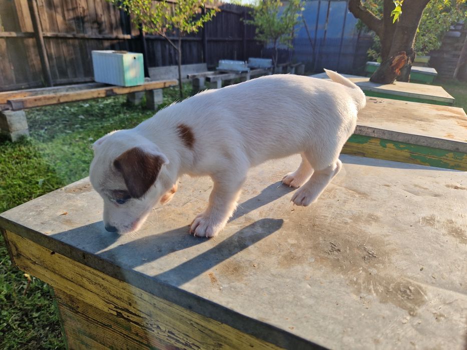 Jack russel terrier